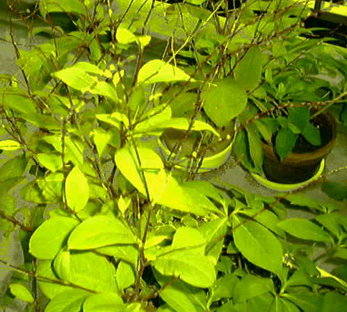 img1.gif